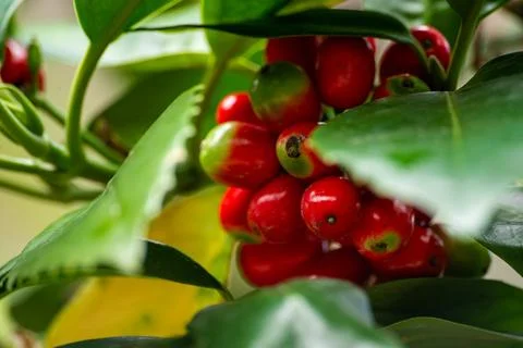 Macro on leaves Stock Photos