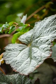 Macro on leaves Stock-Fotos