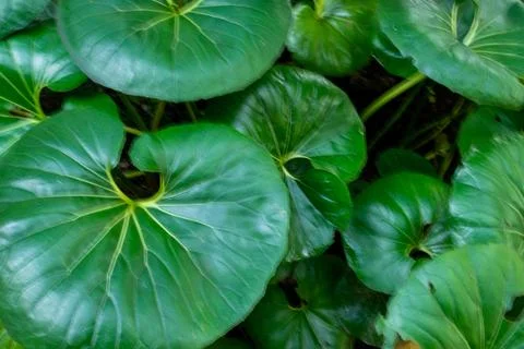 Macro on leaves Stock Photos