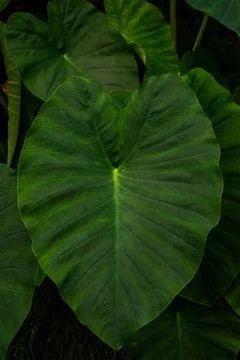 Macro on leaves Stock Photos