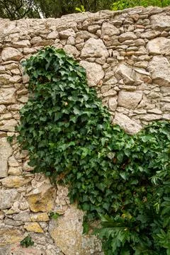 Macro on leaves Stock Photos