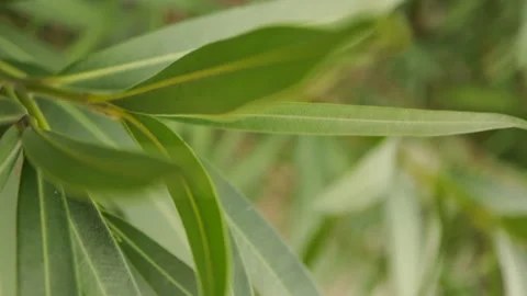 Macro leaves with selective focus. Close-up soft focus nature vertical video Stock Footage 176895568