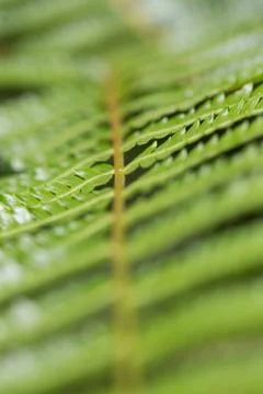 Macro of leaves from a small branch tree Stock Photos