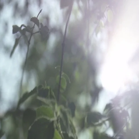 Macro leaves with sun flare Video stock 69454733