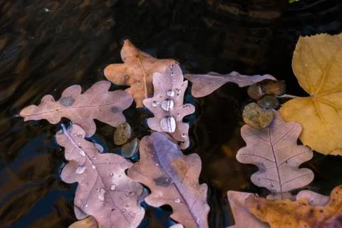 Macro of leaves in the water Stock Photos