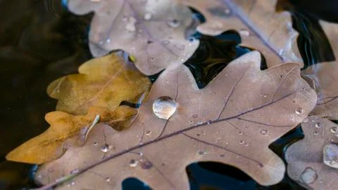 Macro of leaves in the water Stock Photos