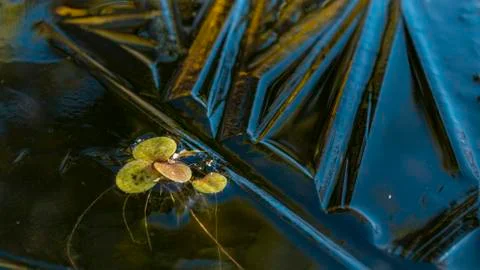 Macro of leaves in the water Stock Photos