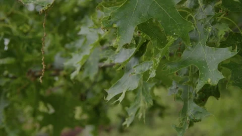 Macro of Leaves in the wind Stock Footage 277303984
