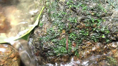 Macro of leech Stock Footage 25319542