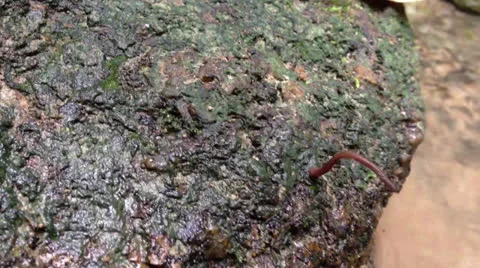 Macro of leech Stock Footage 25319986