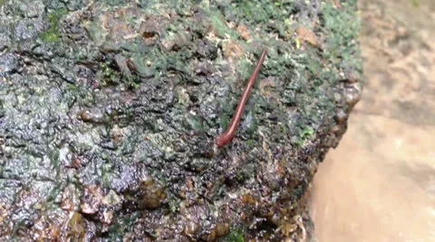 Macro of leech Stock Footage 25320008