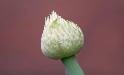 Macro of a Leek flower Stockfoto's