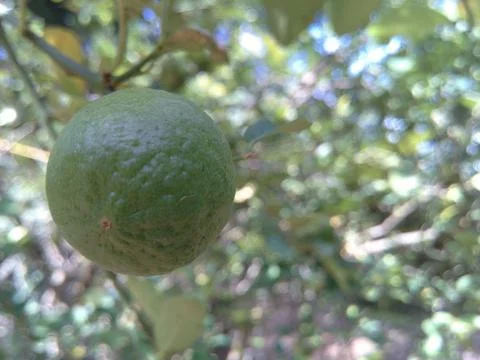 Macro Lemon Stock Photos