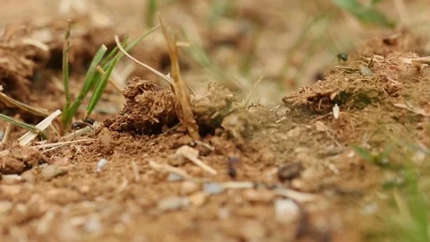 Macro Lens Black Ants moving on their Path Stock Footage 76804608