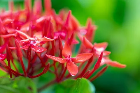 A macro lens captures a close-up of the bright red Ixora flowers after the .. Stock Photos