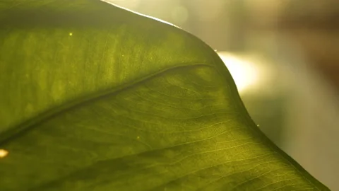 MACRO, LENS FLARE: Beautiful texture and vein pattern of a vibrant green leaf Video stock 231730995