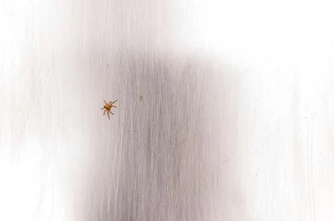 Macro lens image of a tiny black long horned beetle resting on a house wall.  Stock Photos