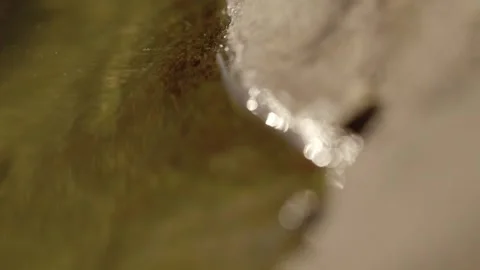 Macro lens, shift focus of Puddle on rock Stock Footage 295919081