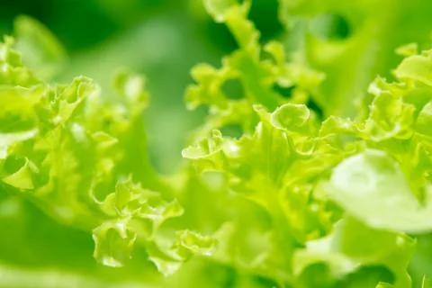 Macro of lettuce leaf Stock Photos