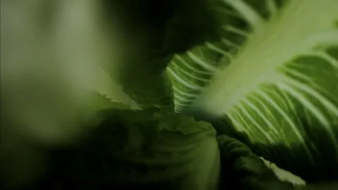 Macro Lettuce Pull Back Stock Footage 321799678