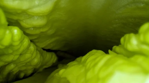 Macro lettuce slider Stock-Footage 105464056