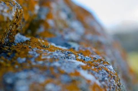 Macro lichen and moss texture on rough stone surface in natural daylight Stock Photos