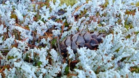 Macro lichen and pine cone McKenzie River Valley Oregon 7 Stock Footage 81768937