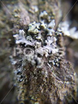 Macro lichen in the forest Stock Photos