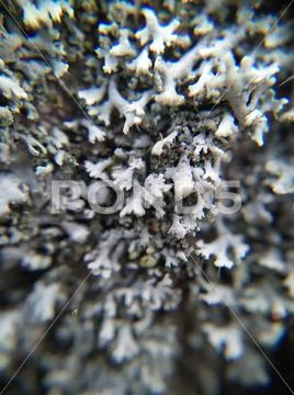 Macro lichen in the forest Stock Photos