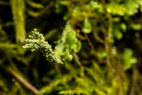 Macro Lichen Foto stock