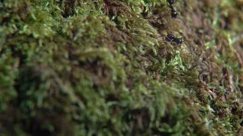 Macro Life of Ants 動画素材 74336515