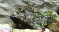 Macro Life on coral Reef Stone HD Footage