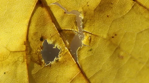 Macro: Light dances behind veins of a vibrant yellow Autumn leaf with hole Stock Footage 143436577