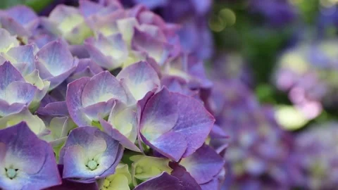 Macro of light purple hydrangea flowers with yellow centers 動画素材 337392712