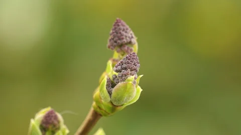 Macro on lilac buds in spring Stock Footage 237259084