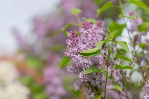 Macro lilac clusters against soft background, romantic pastel tones ideal for Stock Photos
