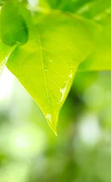 Macro of lilac leaf after the rain 库存照片