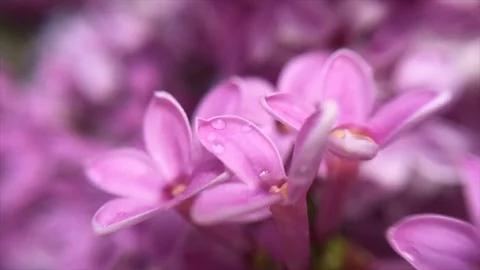 Macro Lilacs Stock Footage 91396241