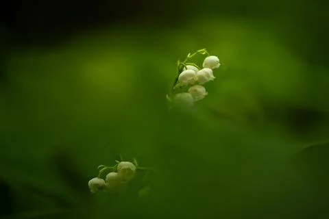 Macro Lily of the Valley Stock Photos