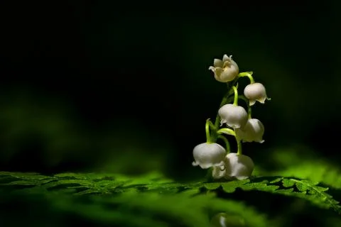 Macro Lily of the Valley Stock Photos