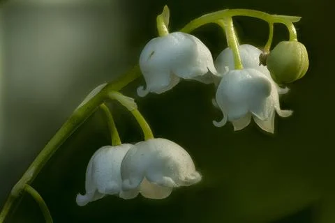 Macro Lily of the Valley Stock Photos