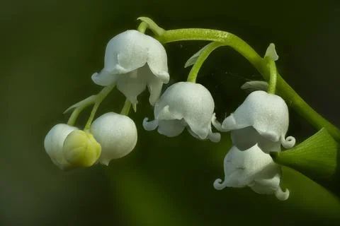 Macro Lily of the Valley Foto stock