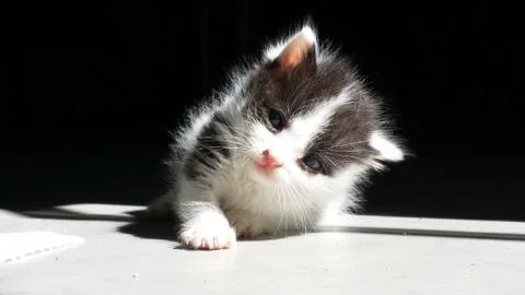 A macro of a little cat Stock Photos