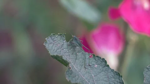 Macro Little Grasshopper Sits on a Leaf of Wild Flower in the Forest Stock Footage 94222428