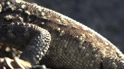 Macro lizard skin reveals brown gray scales, rough texture, and reptile pattern Stock Footage 339339657