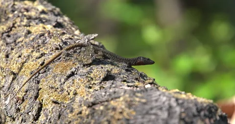Macro - A lizard sunbathing on a log Vídeo Stock 345666120