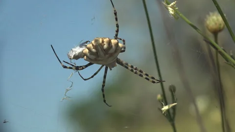 Macro Of Lobed Argiope Spider Motionless In Orb Web Against Blue Sky Stock Footage 340489029