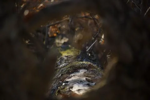 Macro log Stock Photos