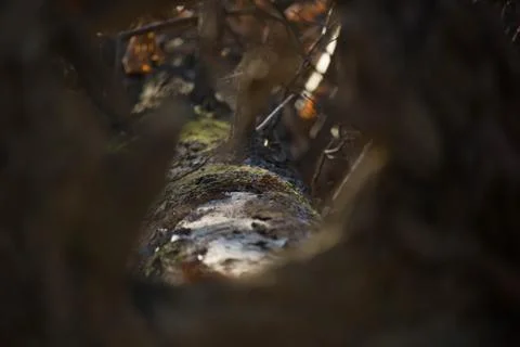 Macro Log Stock Photos