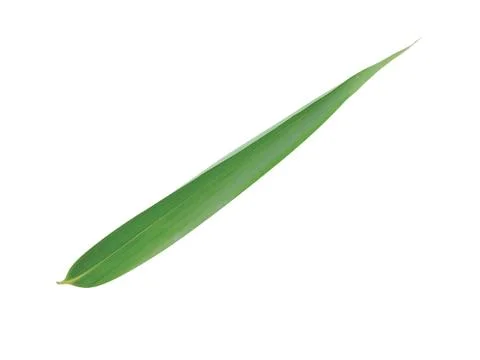Macro of long grass blades Photos